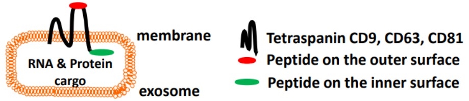 System design of surface engineering of exosome.